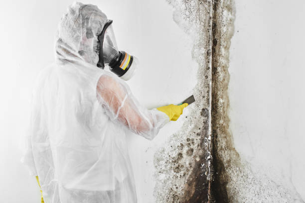 Best Crawl Space Mold Removal  in Prairie Grove, IL