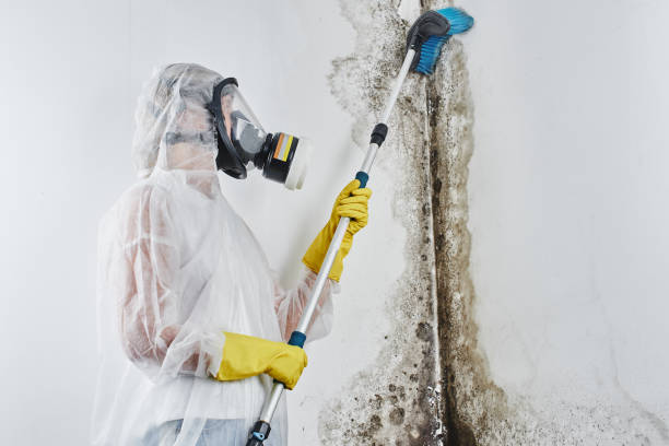 Best Best Mold Removal Companies  in Prairie Grove, IL