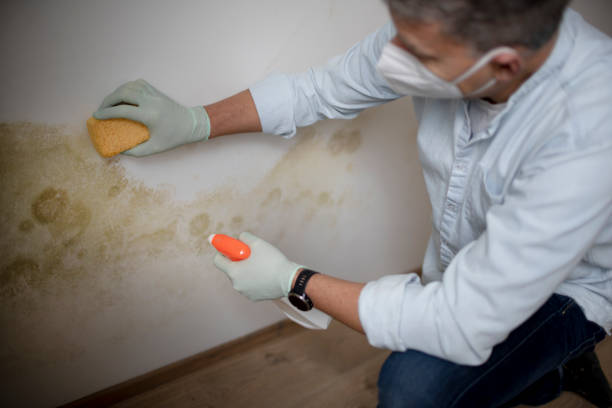 Best Mold Cleaning Services  in Prairie Grove, IL