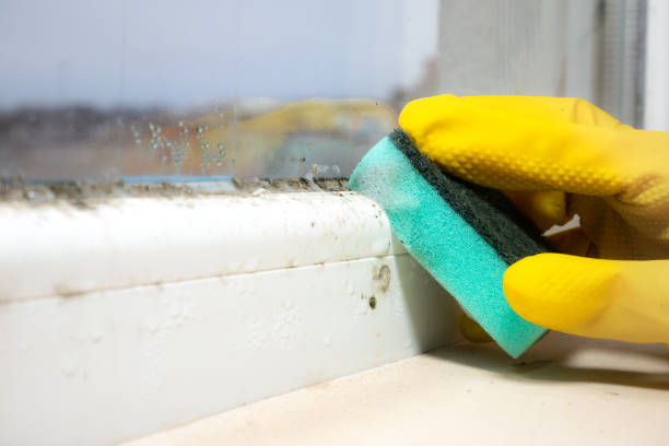 Best Emergency Mold Removal  in Prairie Grove, IL