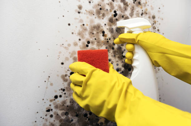 Best Crawl Space Mold Removal  in Prairie Grove, IL