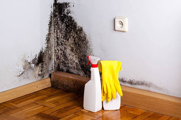Best Mold Removal Process  in Prairie Grove, IL