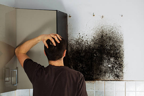 Best Mold Removal Near Me  in Prairie Grove, IL