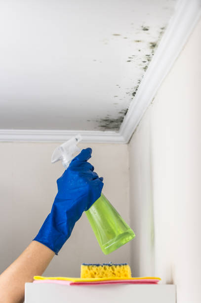 Best Local Mold Removal Service  in Prairie Grove, IL