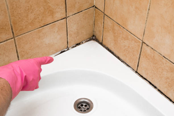 Mold Removal and Inspection in Prairie Grove, IL